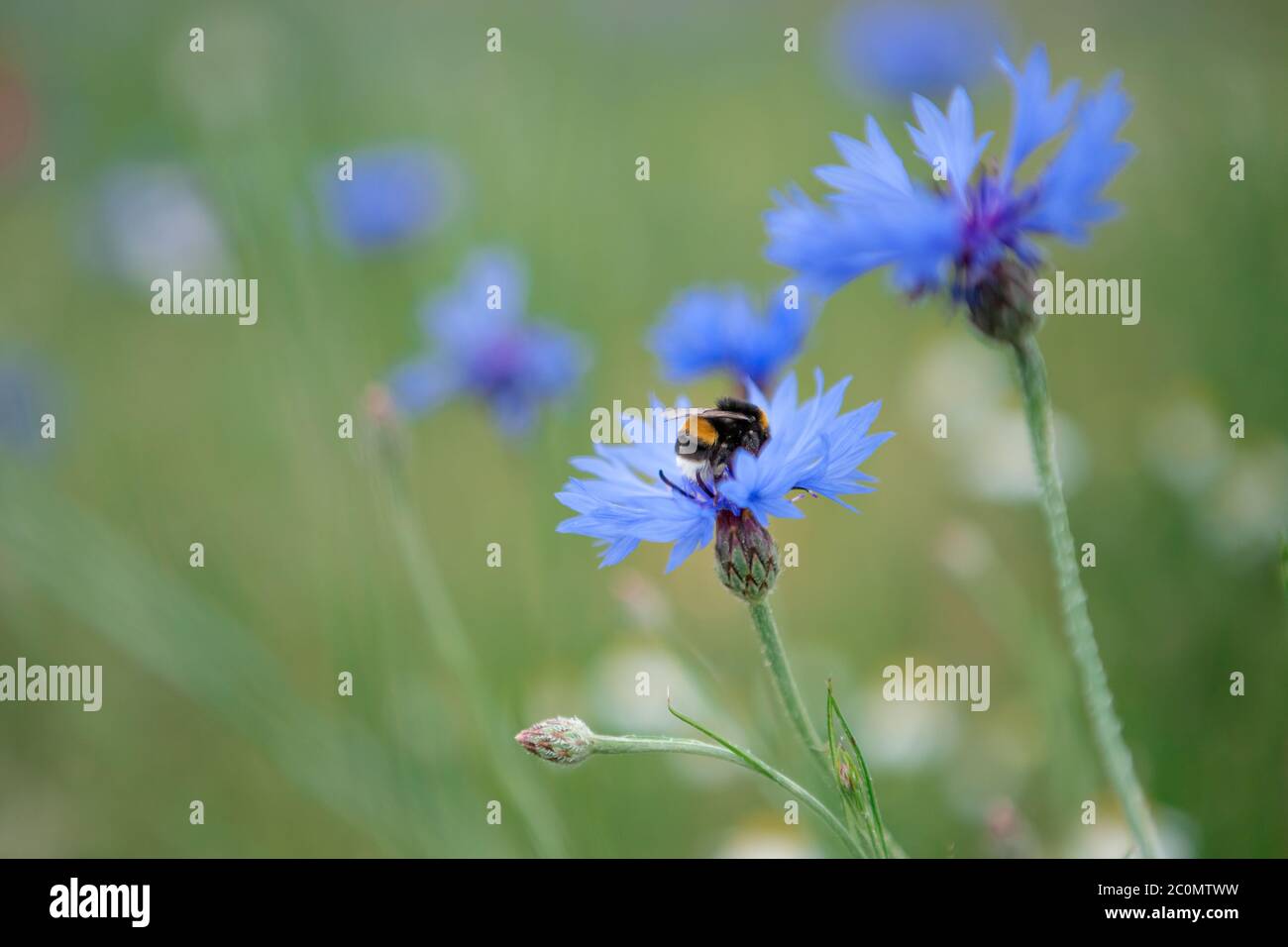 bee and blue cornflower Stock Photo