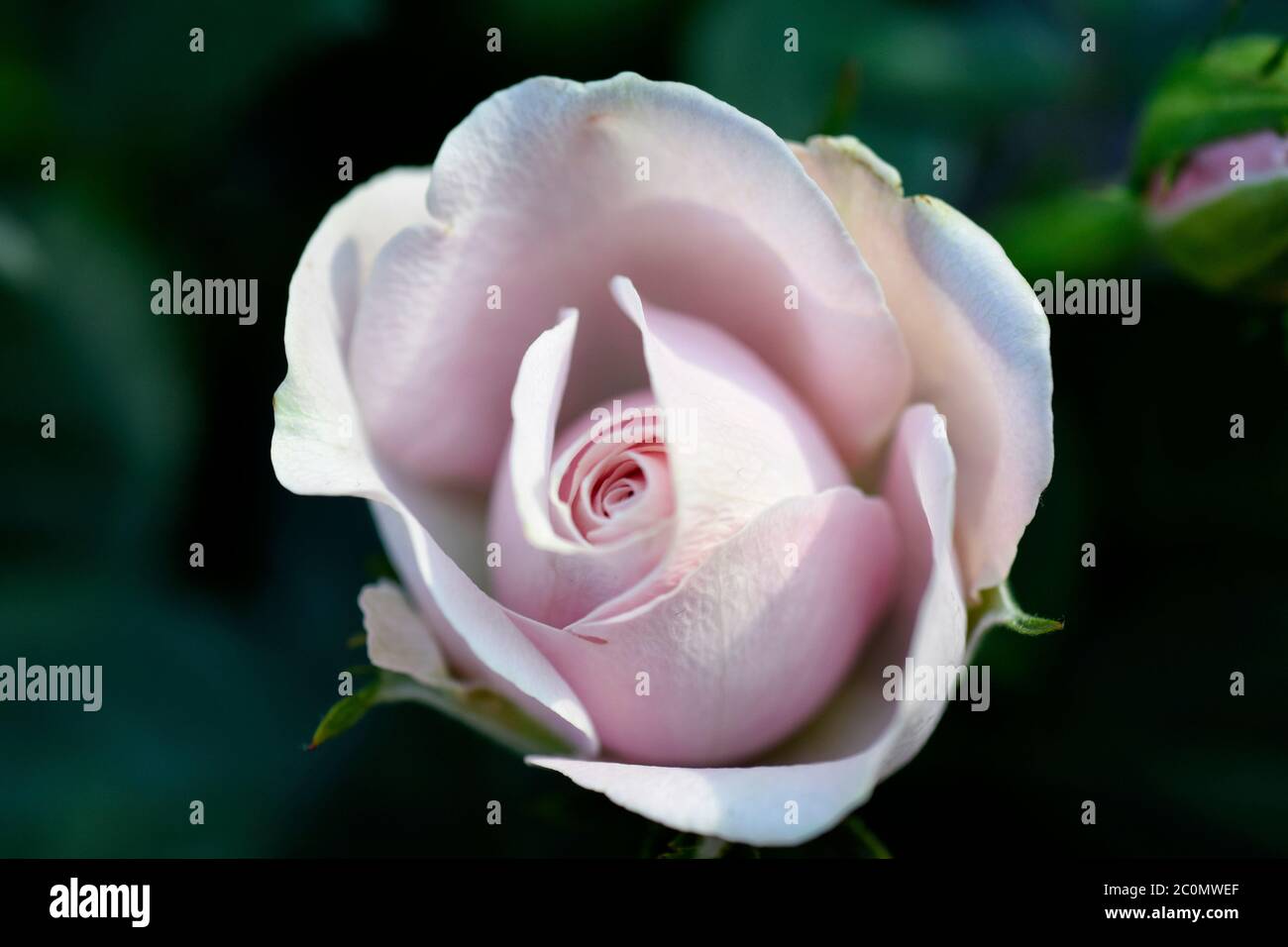 pale pink rosebud Stock Photo