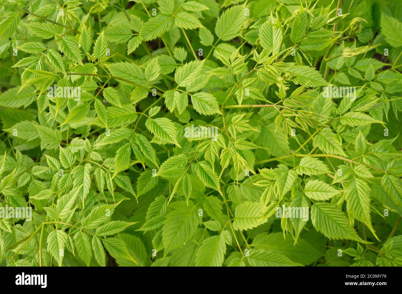 Green leaves wall background Stock Photo - Alamy