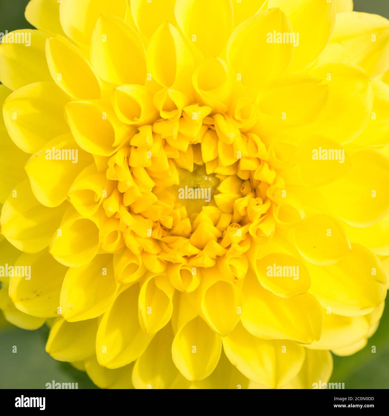 Close up texture hi-res stock photography and images - Alamy