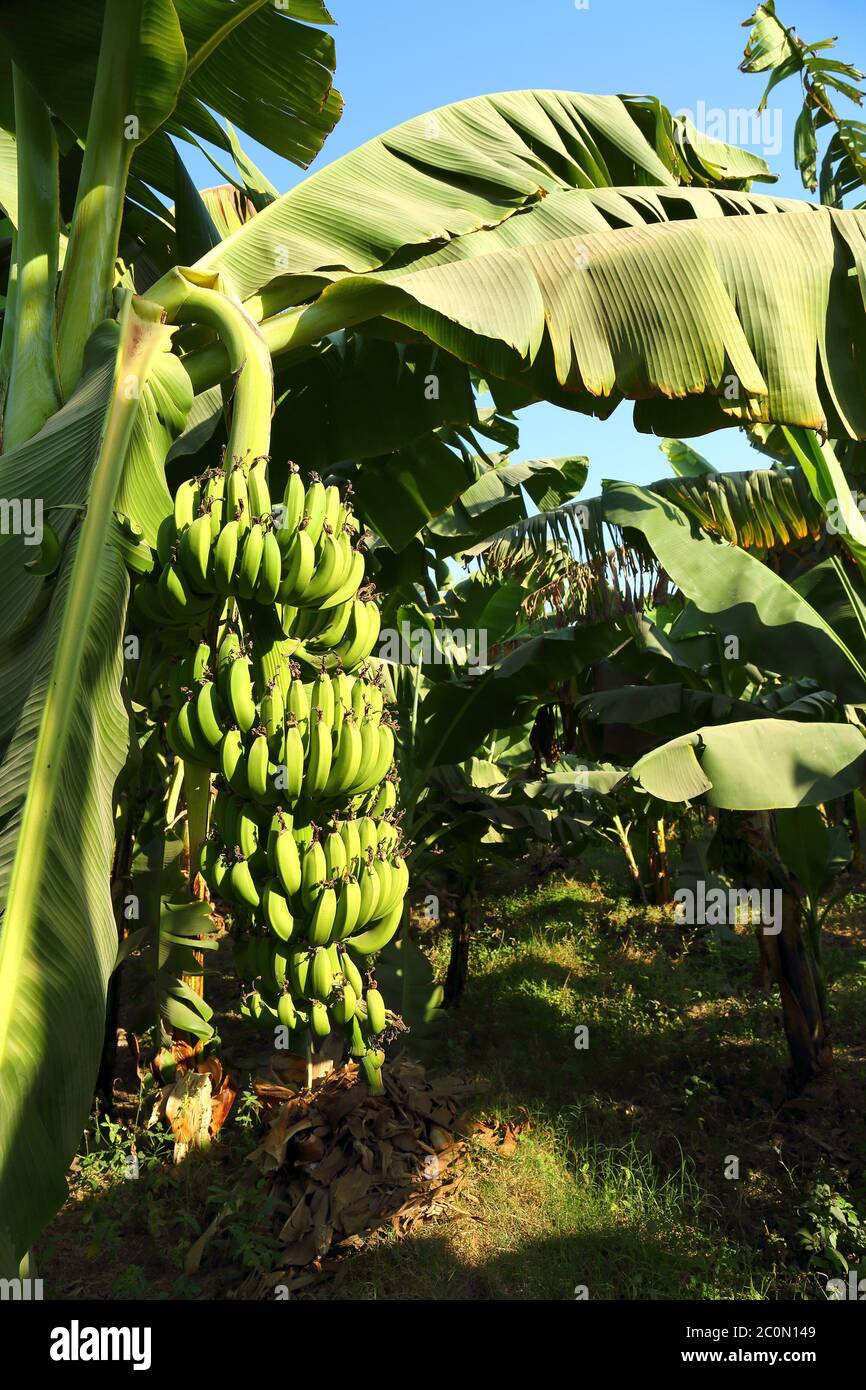 Banana fruits on plantation Stock Photo Alamy