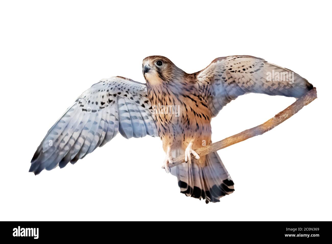 Bird spread its wings isolated on white Stock Photo Alamy