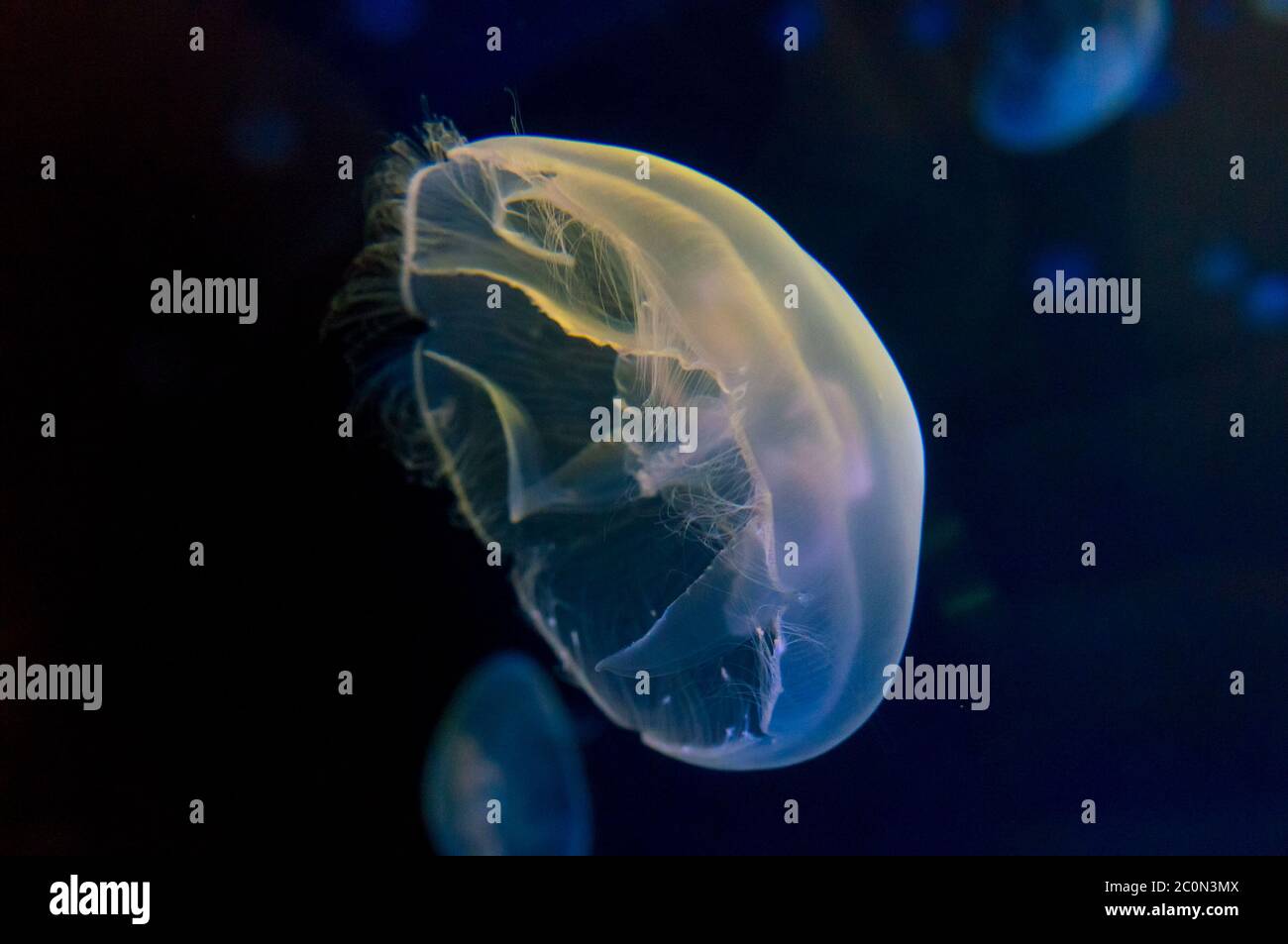 Moon jellyfish  in an aquarium Stock Photo
