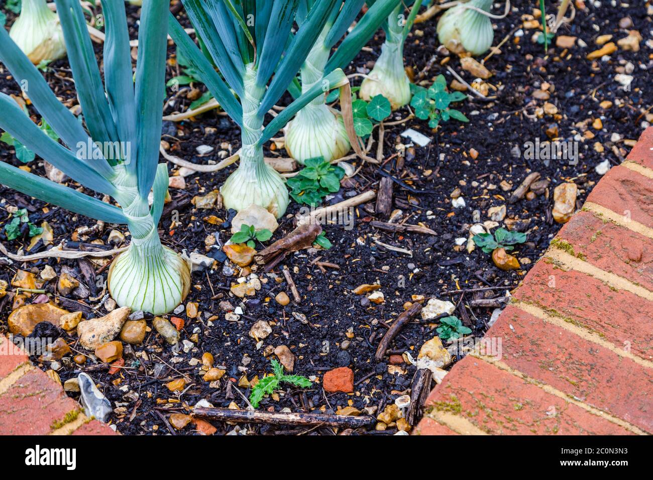 Spring onions garden hires stock photography and images Alamy