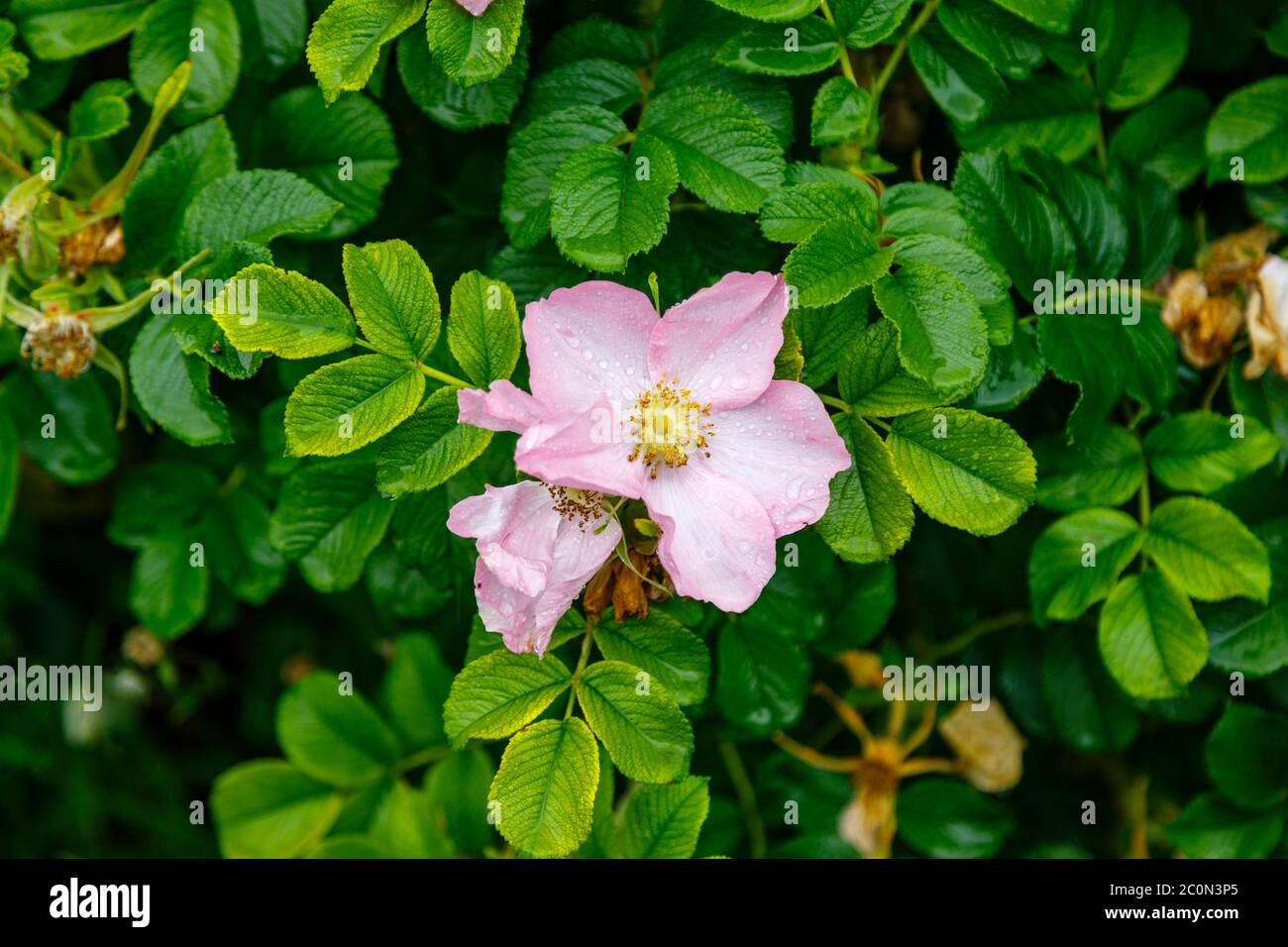 Pink shrub rose rosa rugosa 'Fru Dagmar Hastrup' flowering in late spring to early summer in a garden in Hampshire, southern England Stock Photo