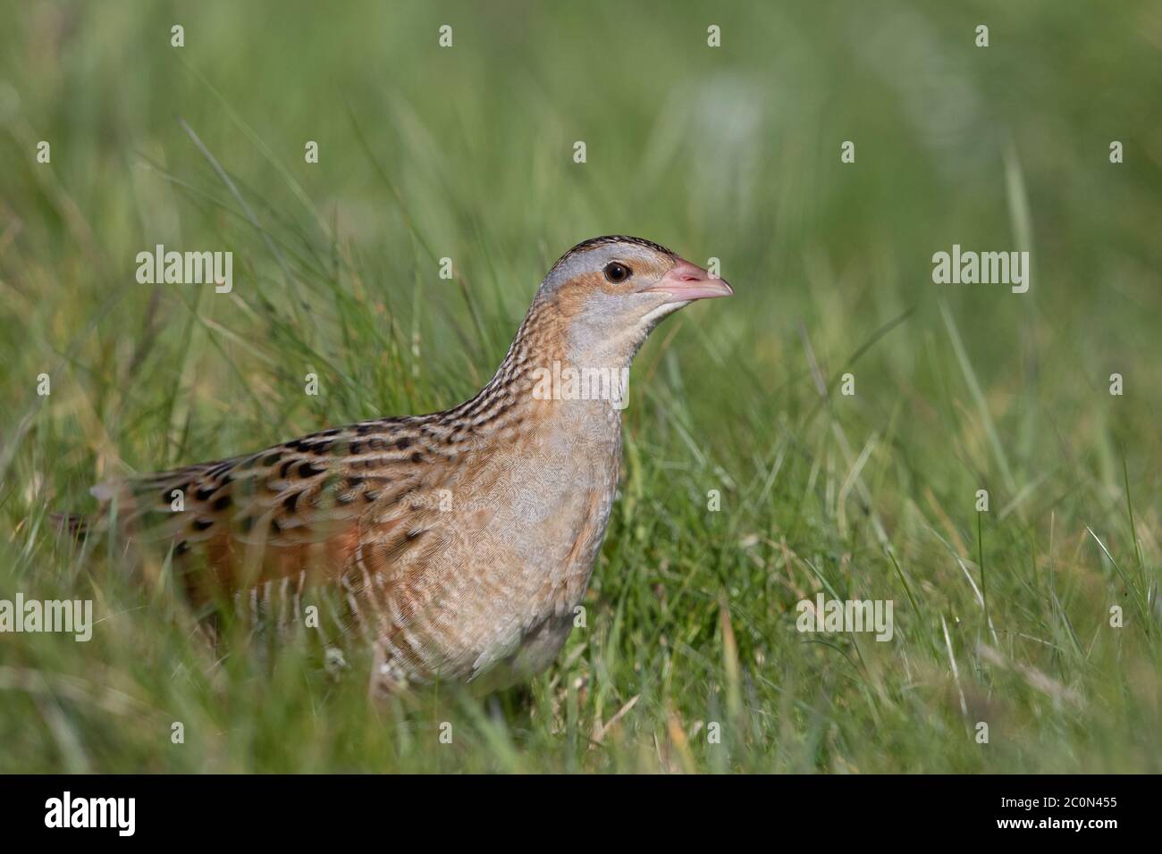 A male Corncrake inside its breeding territory on North Uist in the Outer Hebrides. Stock Photo