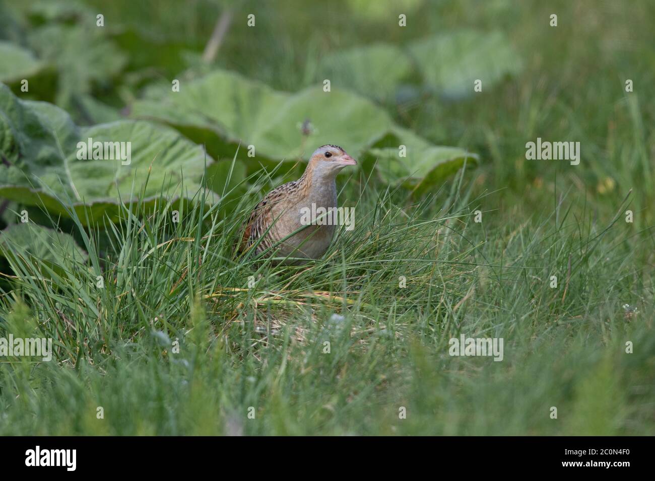 A male Corncrake inside its breeding territory on North Uist in the Outer Hebrides. Stock Photo