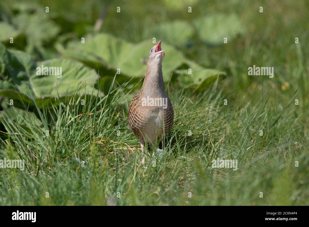 A male Corncrake calls inside its breeding territory on North Uist in the Outer Hebrides. Stock Photo