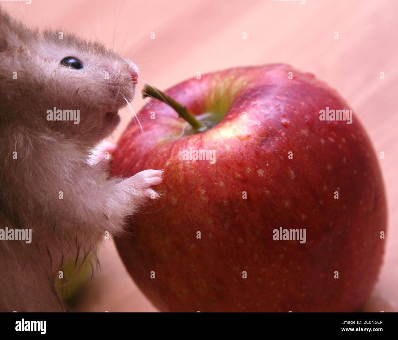 Grey hamster Stock Photo