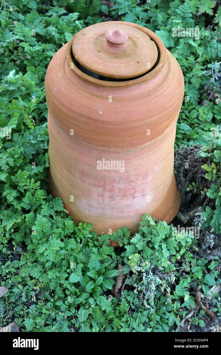 Ceramic terracotta rhubarb, Rheum x hybridum, forcing jar with nearly closed lid and surrounded by plant leaves. Stock Photo