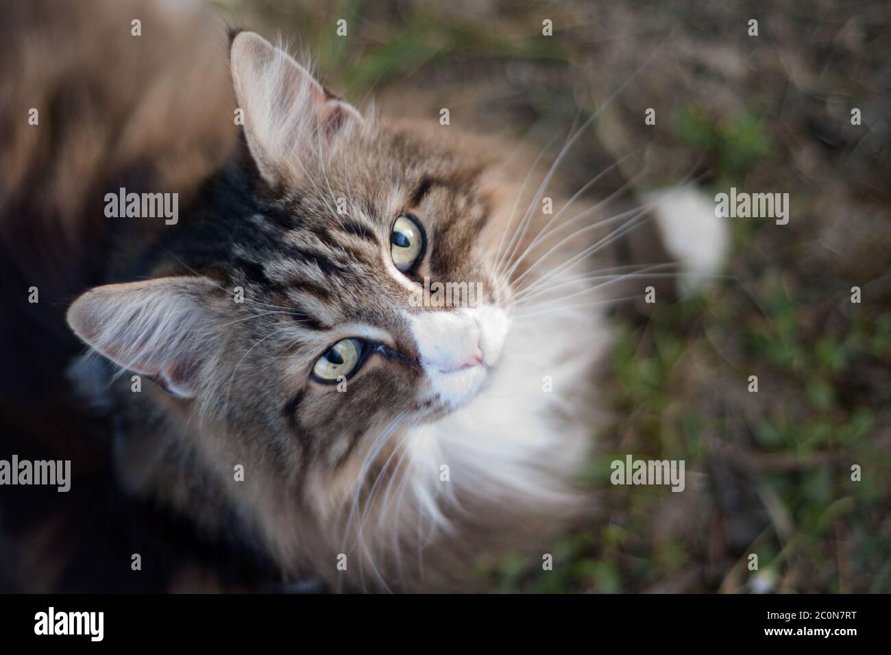beautiful white and brindle norwegian forest cat shot from above looking at the camera outdoors. Stock Photo