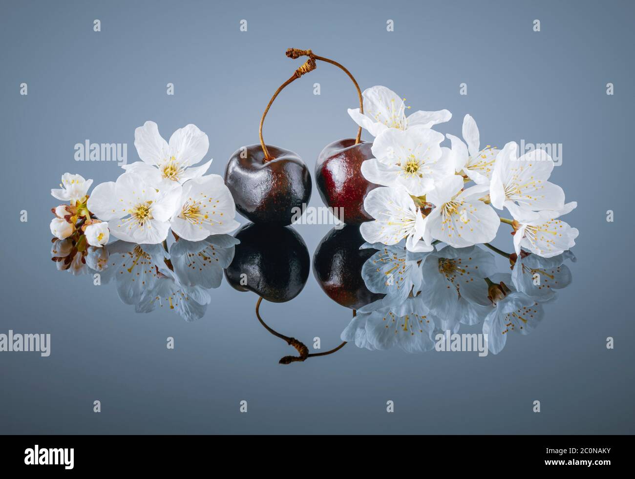 Red Cherries and Cherry tree Blossom , showing to different seasons Stock Photo
