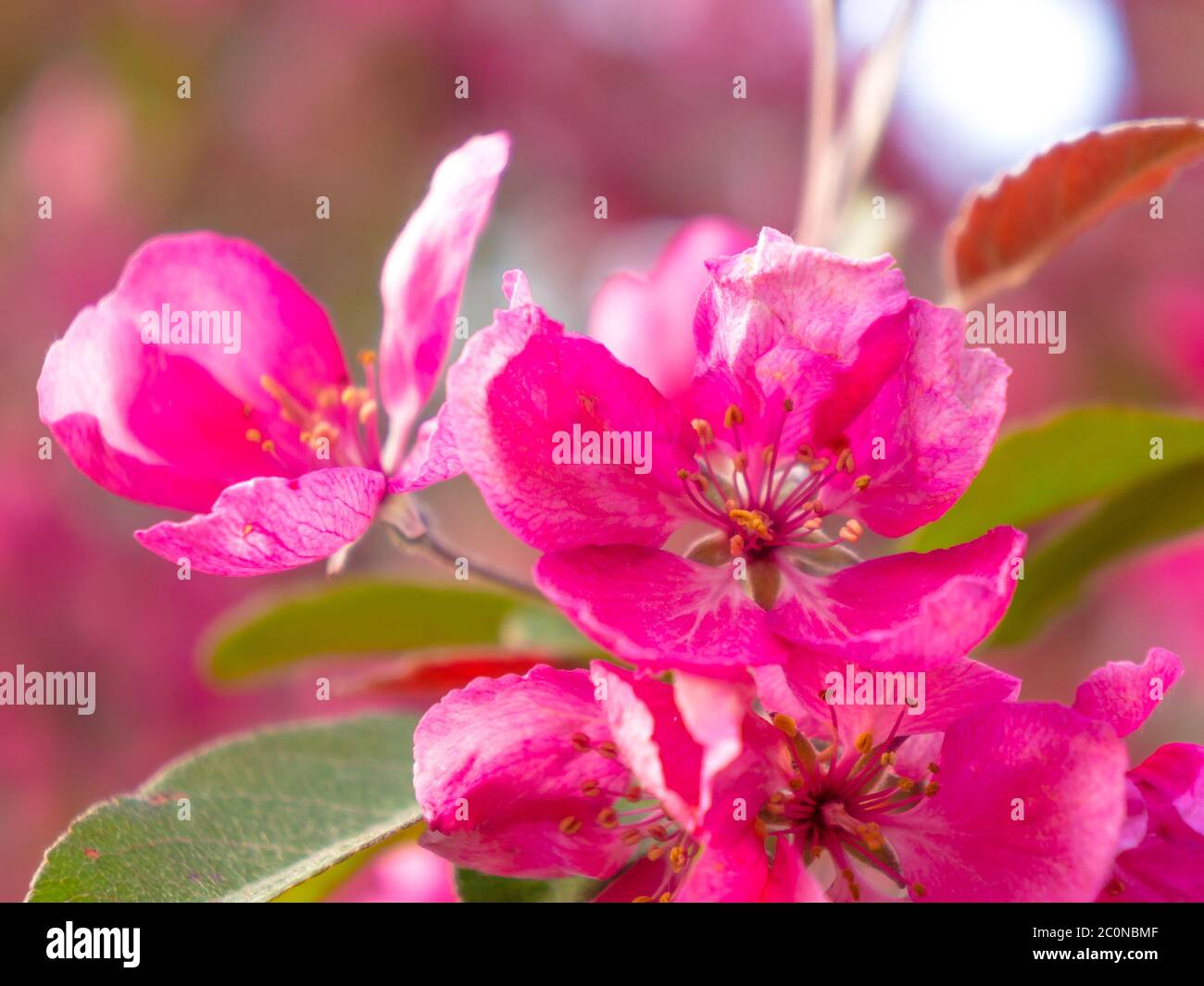 Soft focus image beautiful spring hi-res stock photography and images ...