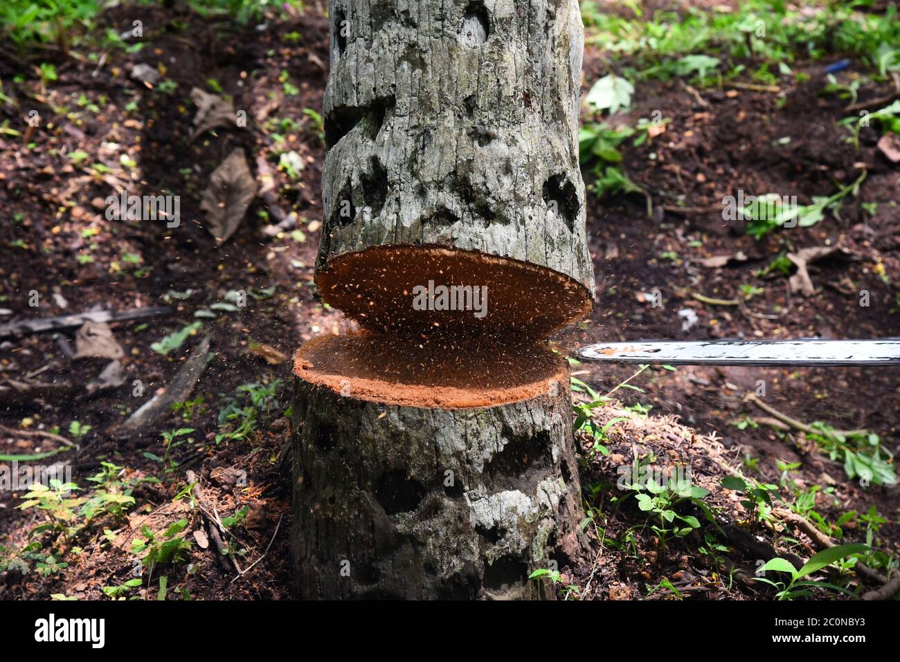 Cutting trees india deforestation hires stock photography and images