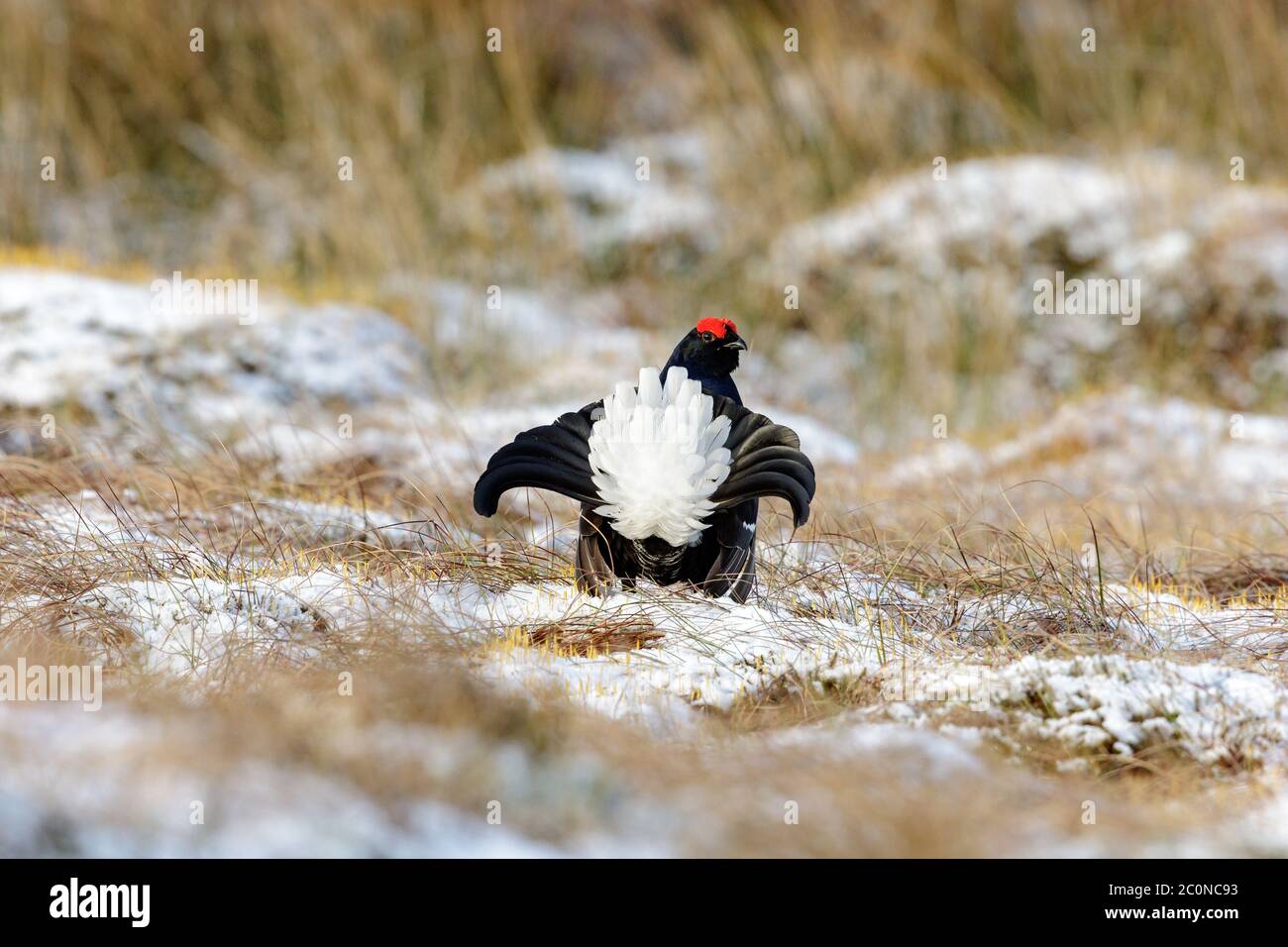 Black Grouse displaying at a traditional 'lek' site, where males display to attract a mate, in North Wales. Stock Photo