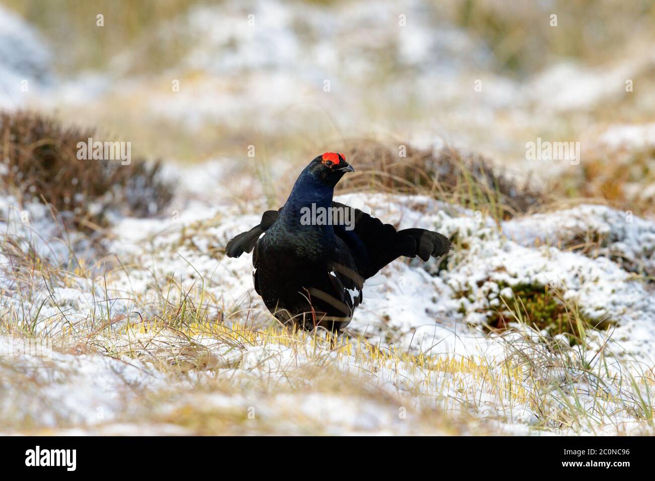 Black Grouse displaying at a traditional 'lek' site, where males display to attract a mate, in North Wales. Stock Photo