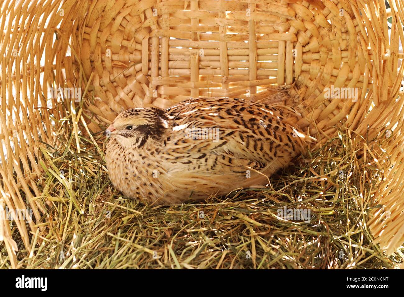 gold colored speckled japanese quail lying on hay in a wicker basket Stock Photo