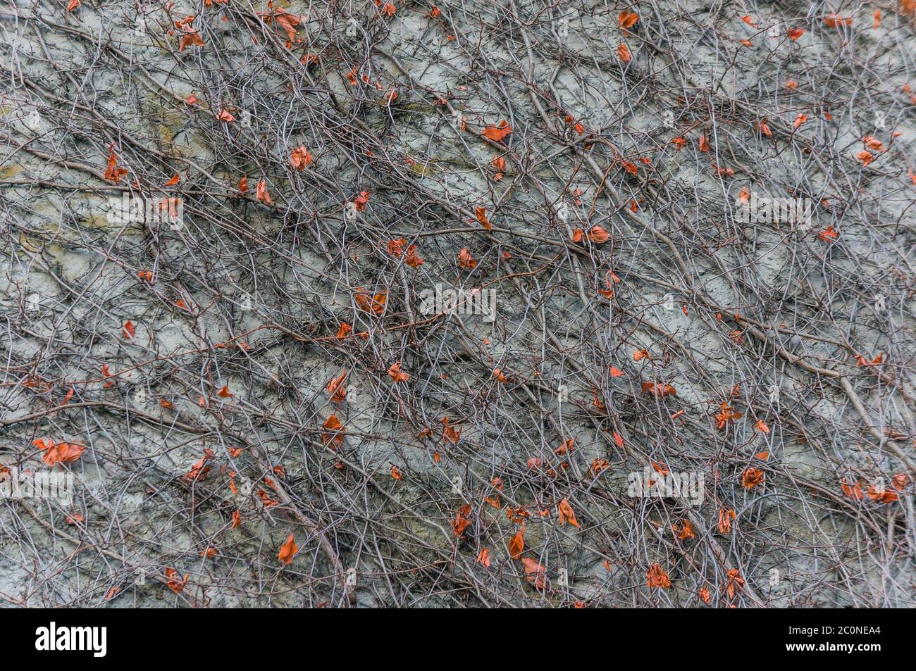 Pattern of dry ivy liana on the wall Stock Photo