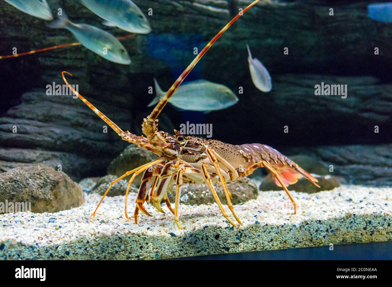 Colourful Tropical Rock lobster under water Stock Photo