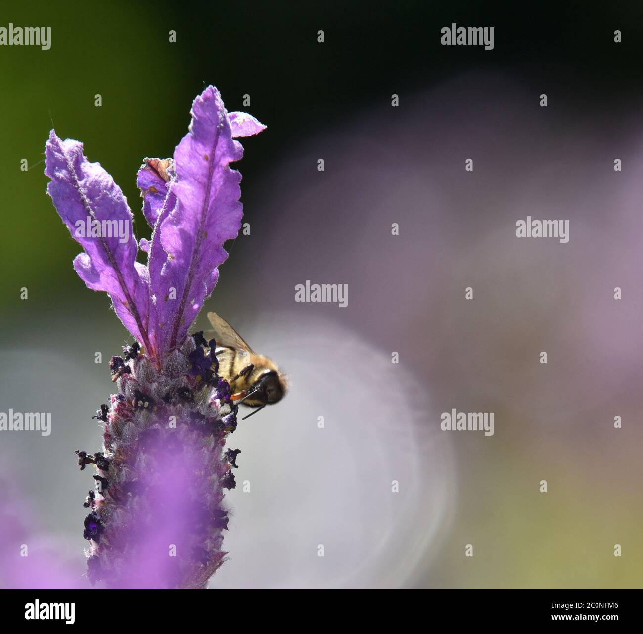 honey bee on lavender plant Stock Photo Alamy