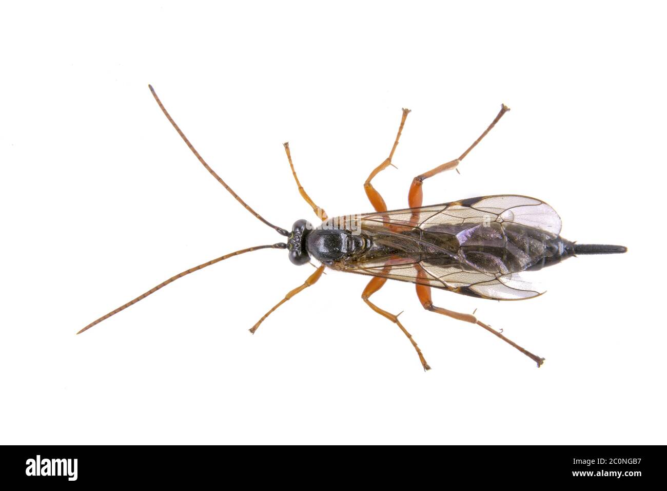 Long Foot Insect Fly with long foots on a white background Stock Photo - Alamy