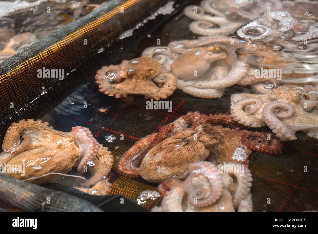 Live octopus tentacles korea hires stock photography and images Alamy