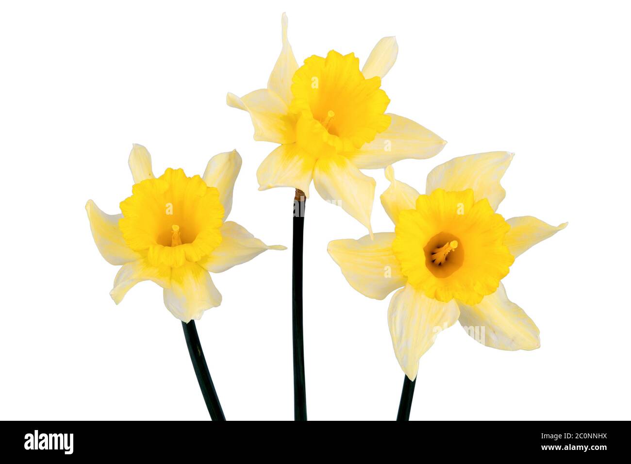 Three yellow daffodils on a white background Stock Photo