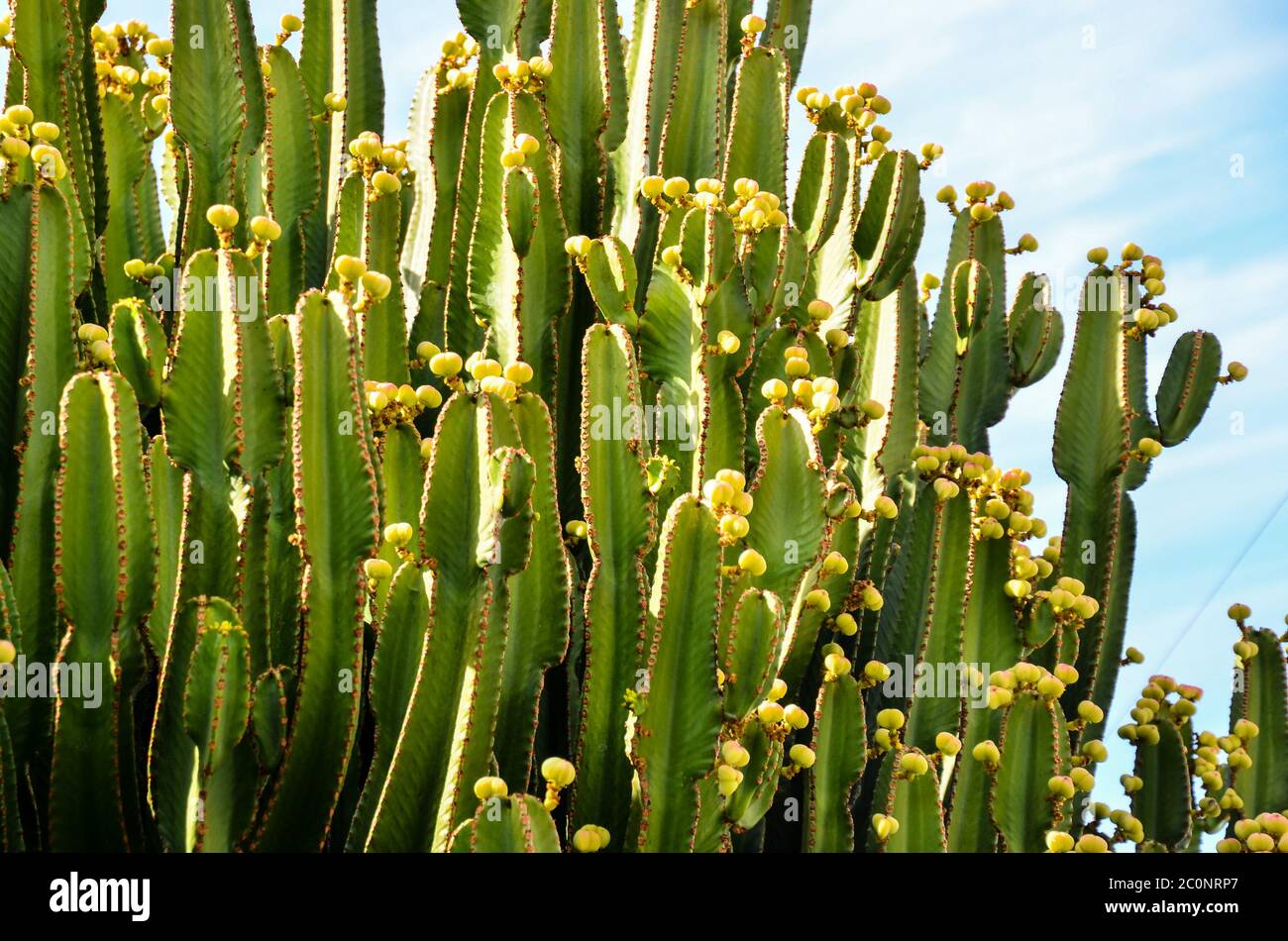 Green Prickly Pear Cactus Leaf Stock Photo Alamy
