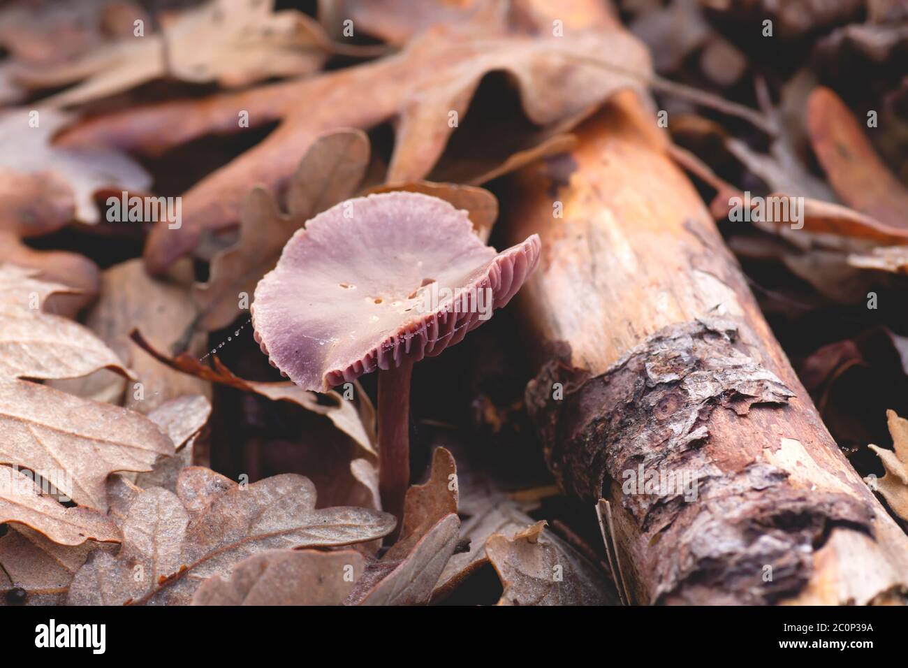 Laccaria amethystina, commonly known as the amethyst deceiver, wild purple colored mushrooms Stock Photo