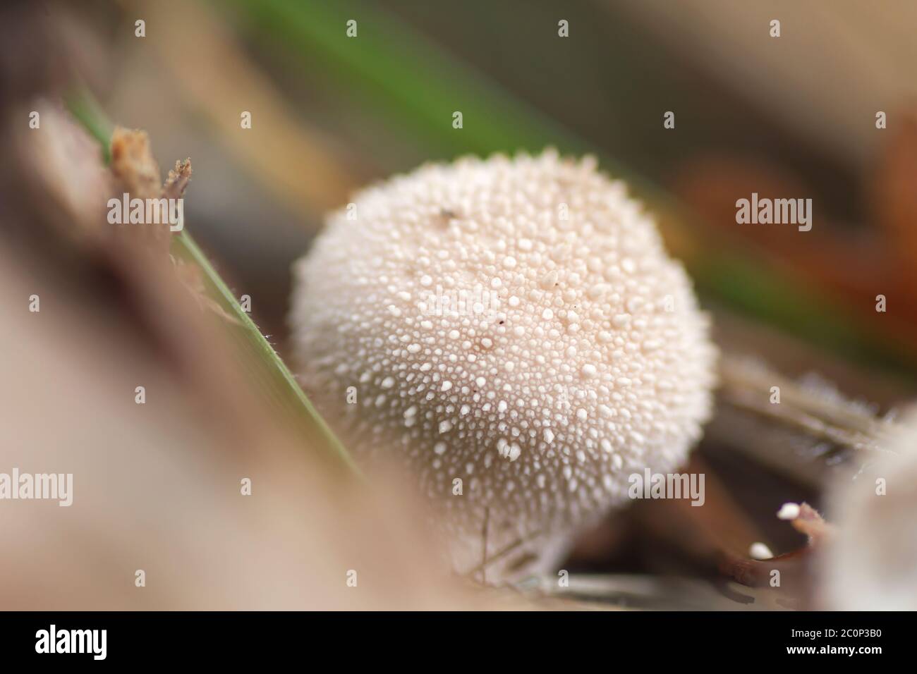 Lycoperdon perlatum mushroom, also kwnown as puffball or wolf farts Stock Photo