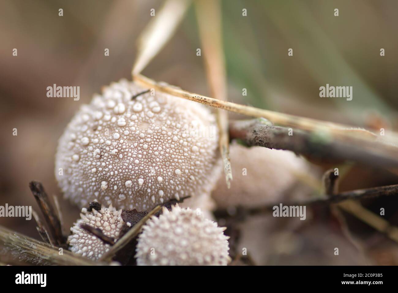 Lycoperdon perlatum mushroom, also kwnown as puffball or wolf farts Stock Photo