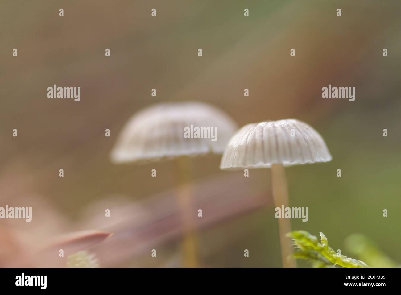 Small mycena wild mushroom close up Stock Photo