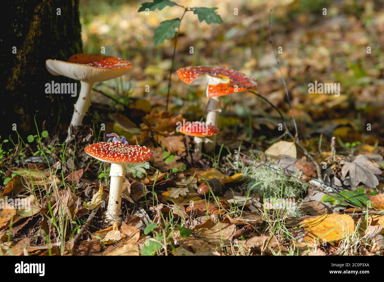 Amanita muscaria or fly agaric mushrooms growing wild in the autumnal woodlands Stock Photo