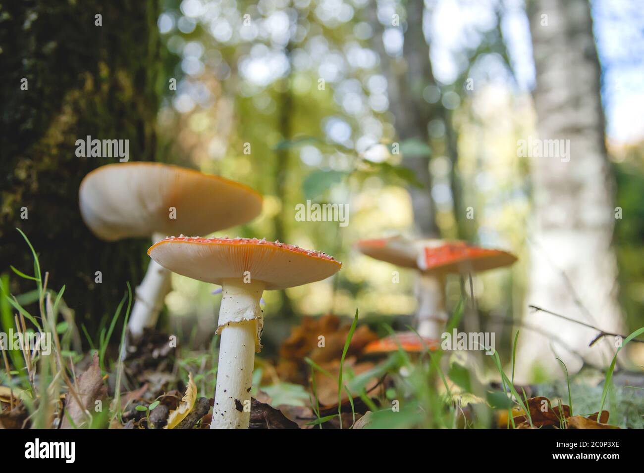 Amanita muscaria or fly agaric mushrooms growing wild in the autumnal woodlands Stock Photo