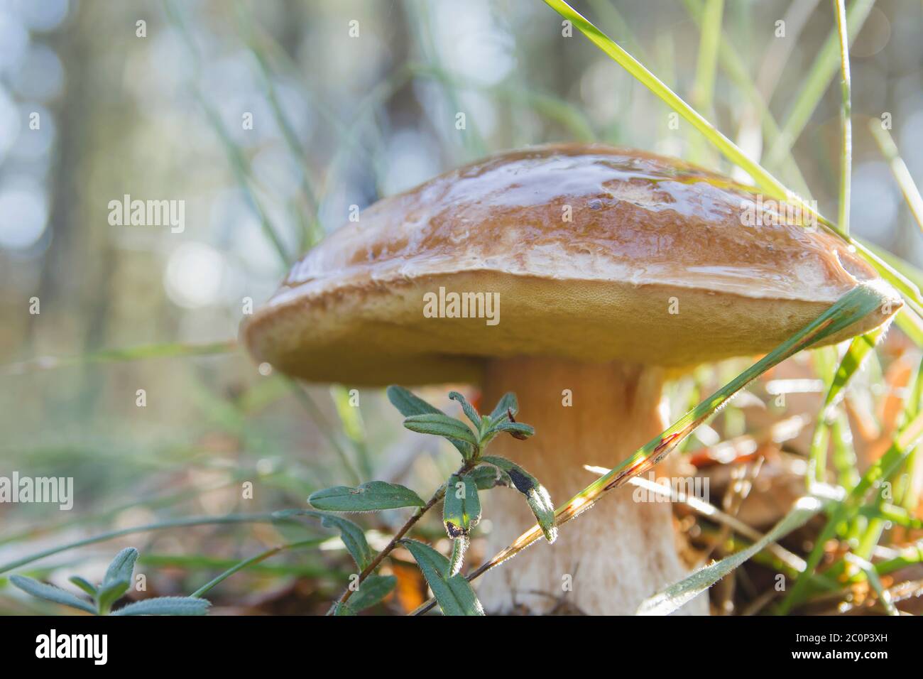 Boletus edulis or porcini delicious mushrooms growing wild in the autumnal woodlands Stock Photo