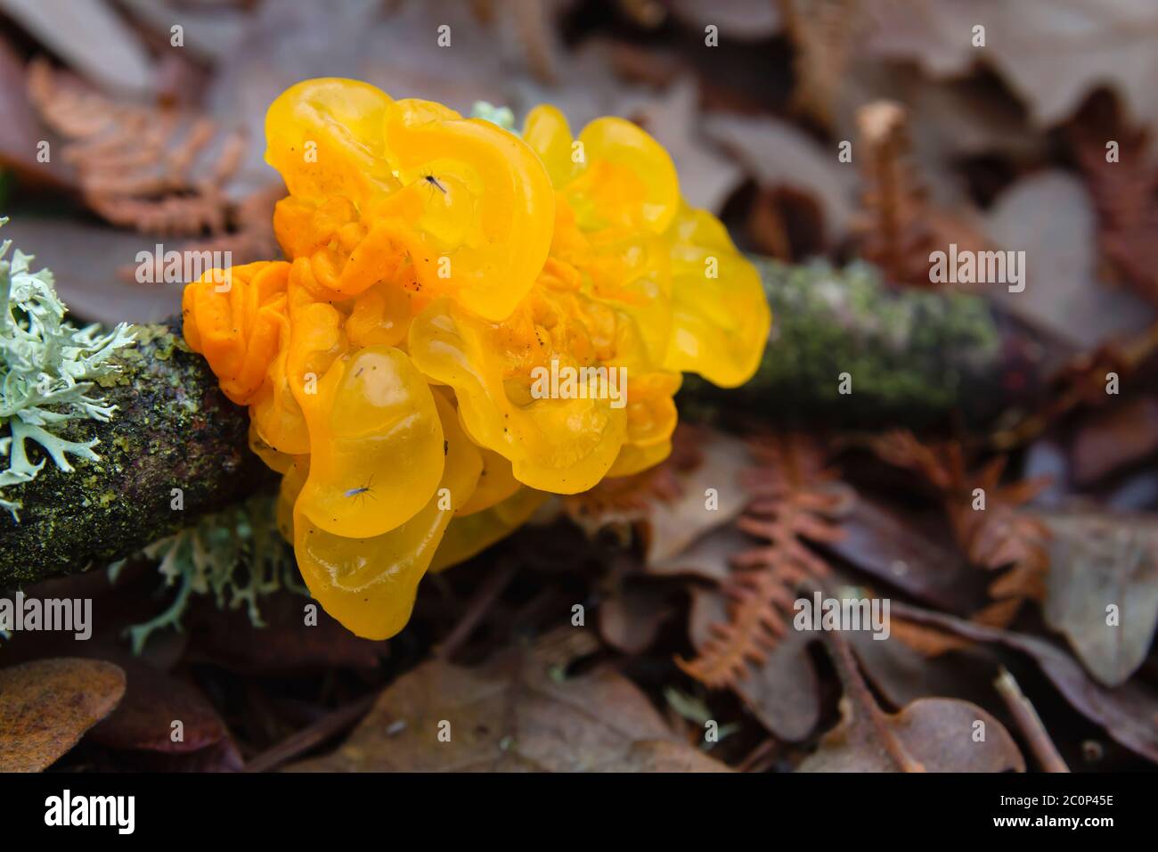 Tremella mesenterica or golden jelly fungus growing on a piece od dead wood Stock Photo