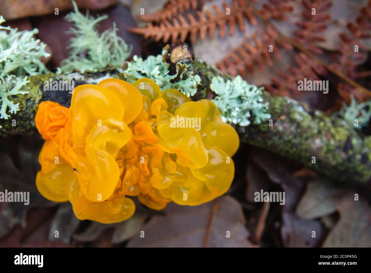 Tremella mesenterica or golden jelly fungus growing on a piece od dead wood Stock Photo