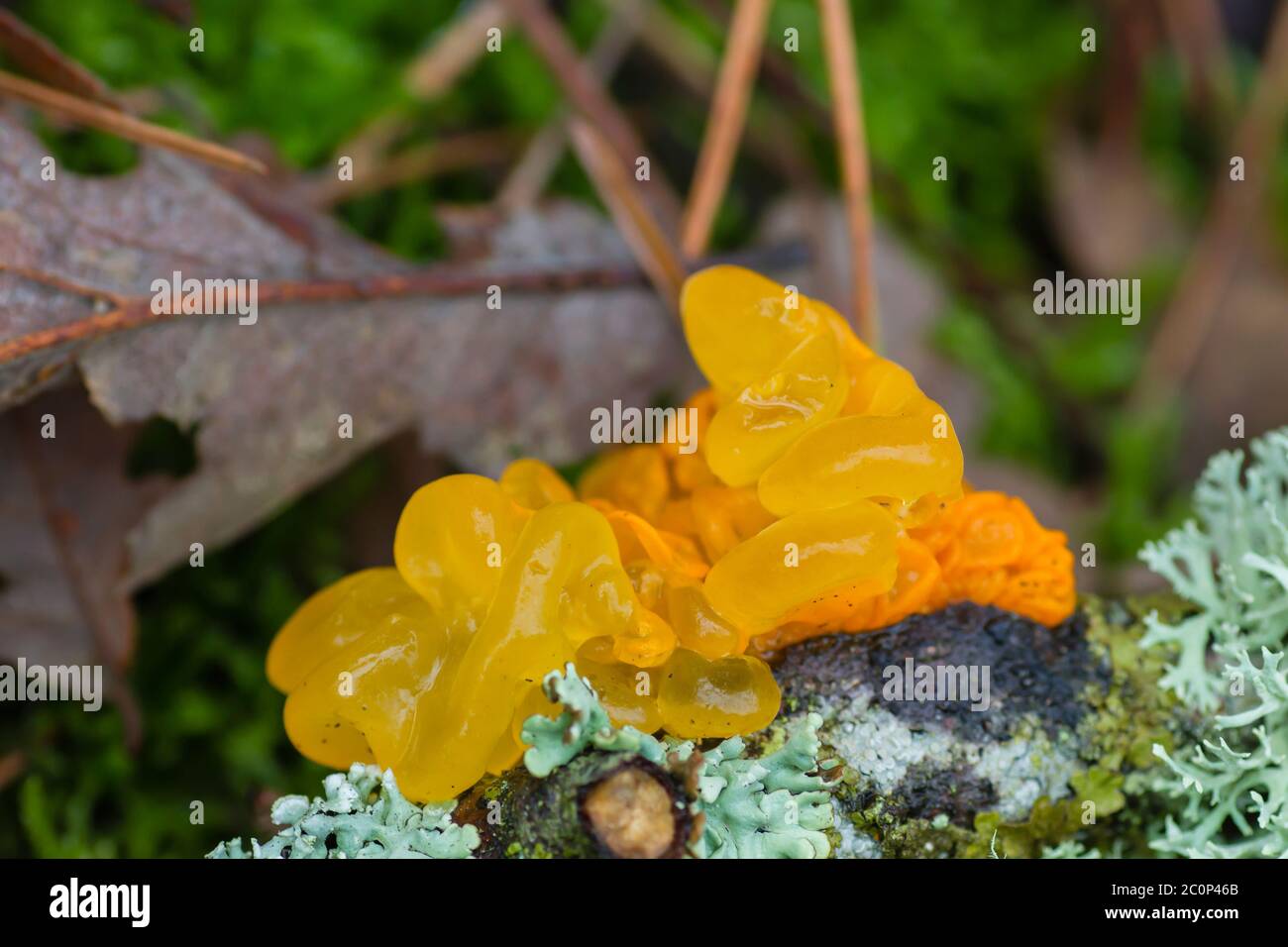 Gelatinous lichen hires stock photography and images Alamy