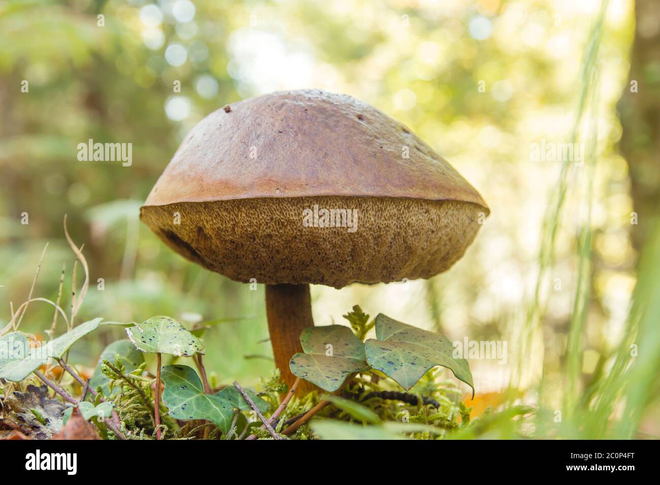 Birch bolete edible mushroom growing wild in the forest Stock Photo
