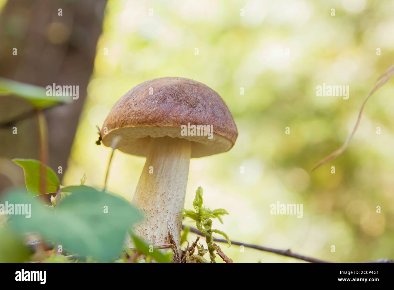 Small bolete mushroom growing wild in the autumnal forest Stock Photo