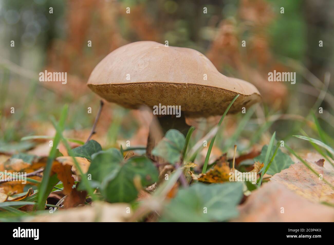 Bronze bolete edible mushroom growing wild in the autumnal forest Stock Photo
