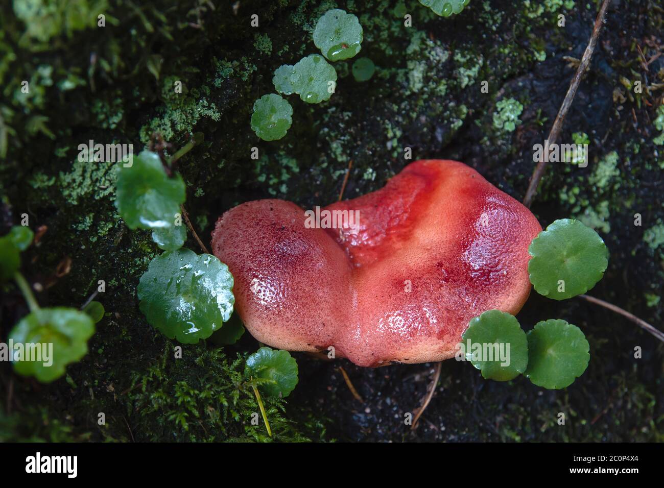 Fistulina hepatica or beefsteak polypore edible mushroom Stock Photo