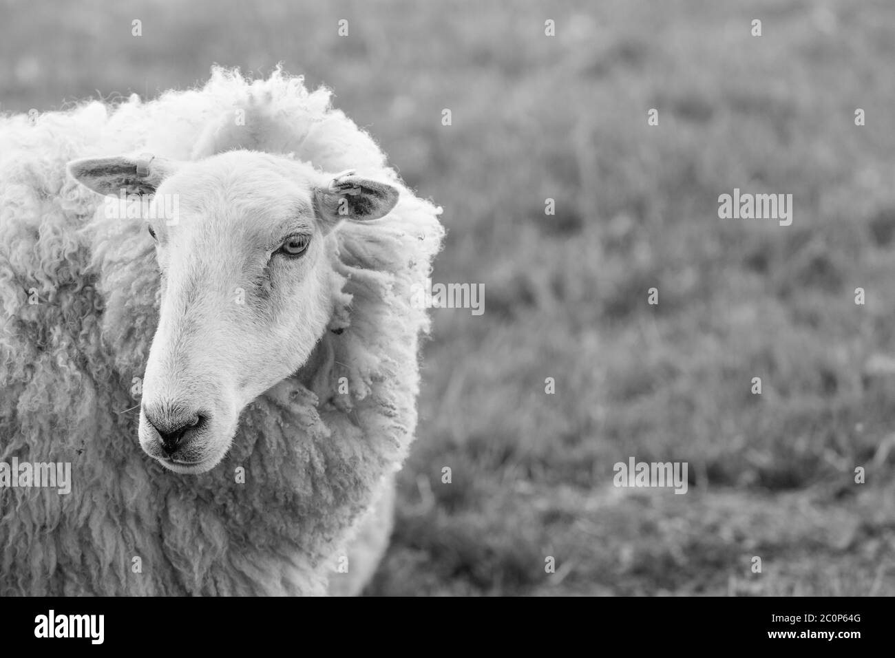 Close-up shot head of mother sheep during the UK lambing season. Metaphor sheep in wolf's clothing, sheeple, sheep farming UK, victim of crime. Stock Photo