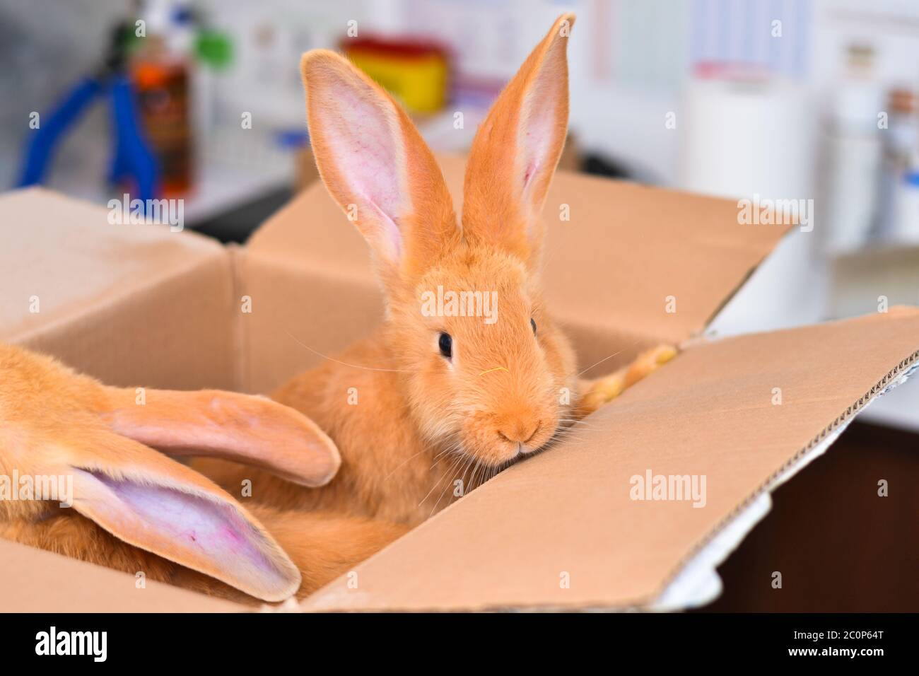 rabbits in cardboard box at the veterinary clinic Stock Photo Alamy