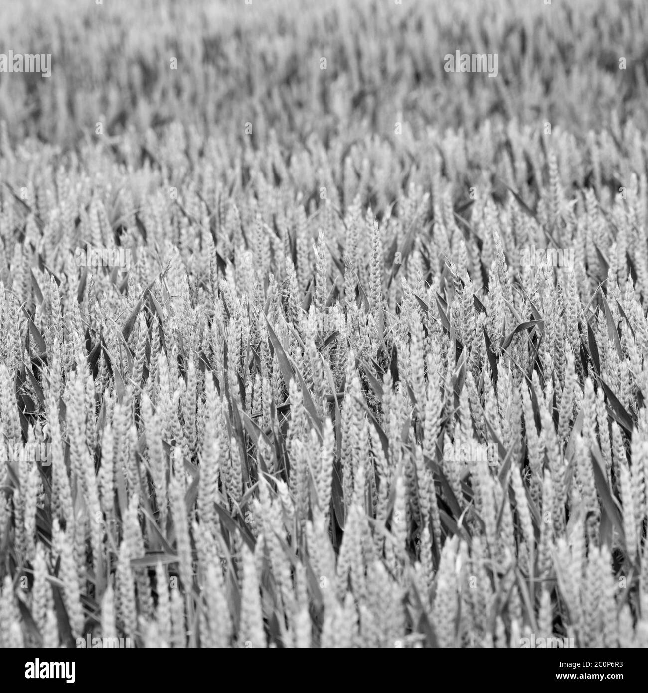 Abstract monochromatic black and white rendition of ripening green wheat field - for food security. Abstract for UK agriculture, DEFRA. Stock Photo