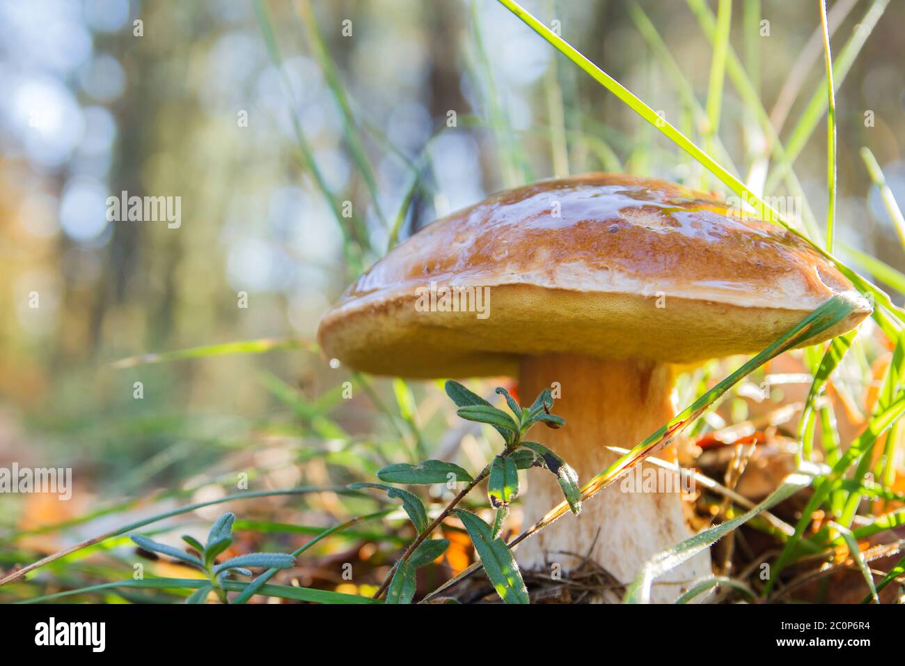 Boletus edulis or porcini delicious mushrooms growing wild in the autumnal woodlands Stock Photo