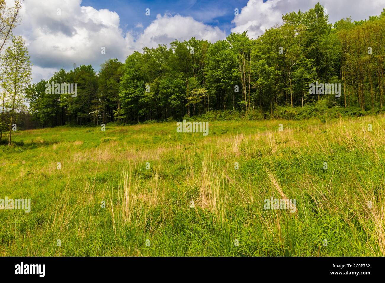 Green Field and Cloudy Blue Sky Stock Photo - Alamy