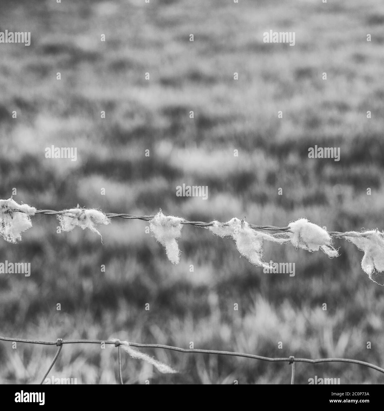 Sheep's wool caught of barbed wire fencing in field. Metaphor being fleeced and swindled. Stock Photo