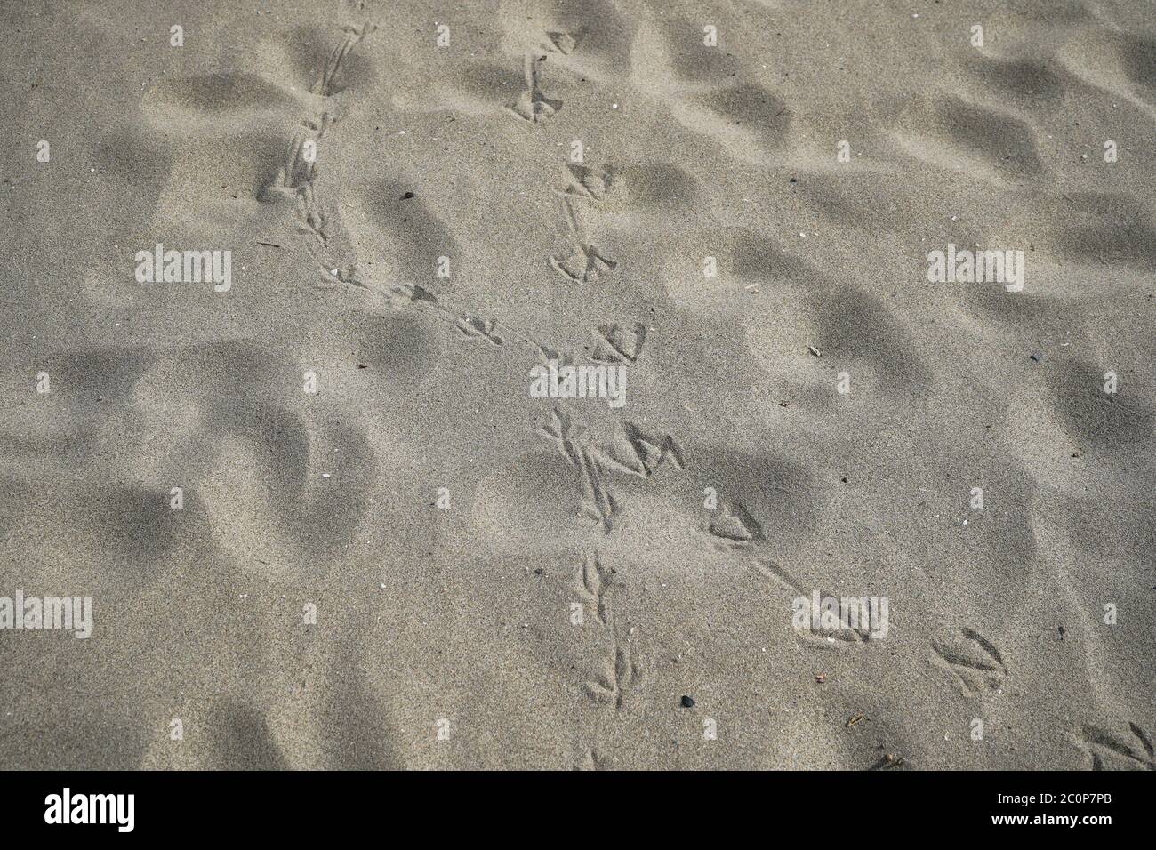 Birds leaving footprints over beach,Spain. Stock Photo