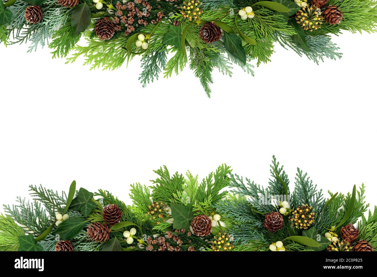 Traditional winter greenery background border with cedar cypress fir ...
